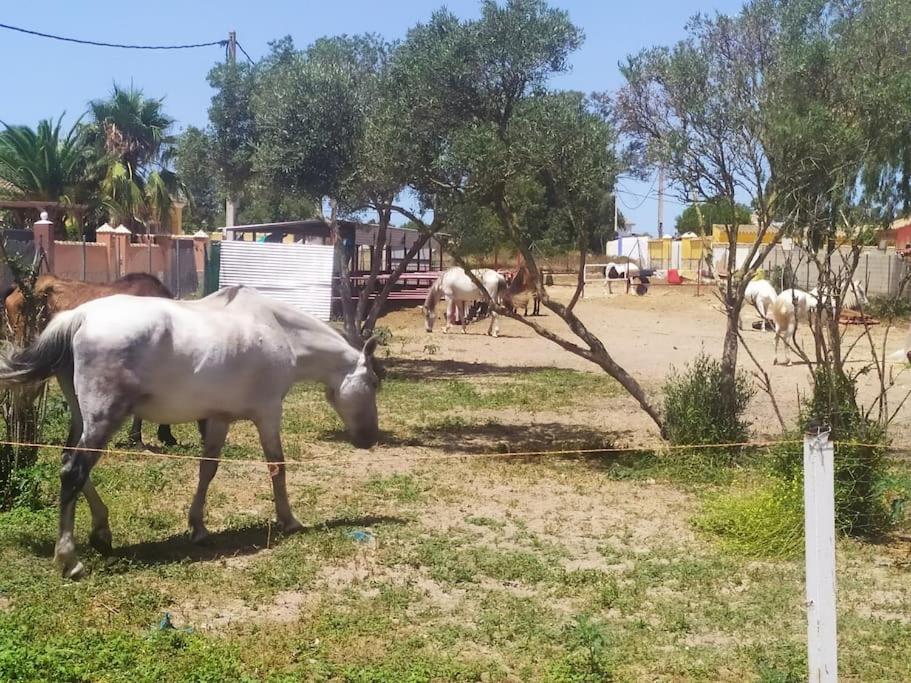 Apartament Granja America Chiclana de la Frontera Zewnętrze zdjęcie